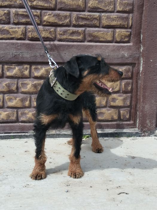 Ягдтерьер вязка только