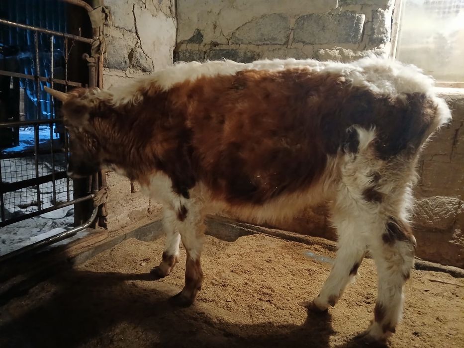 Бір жарым жасар еркек баспақ