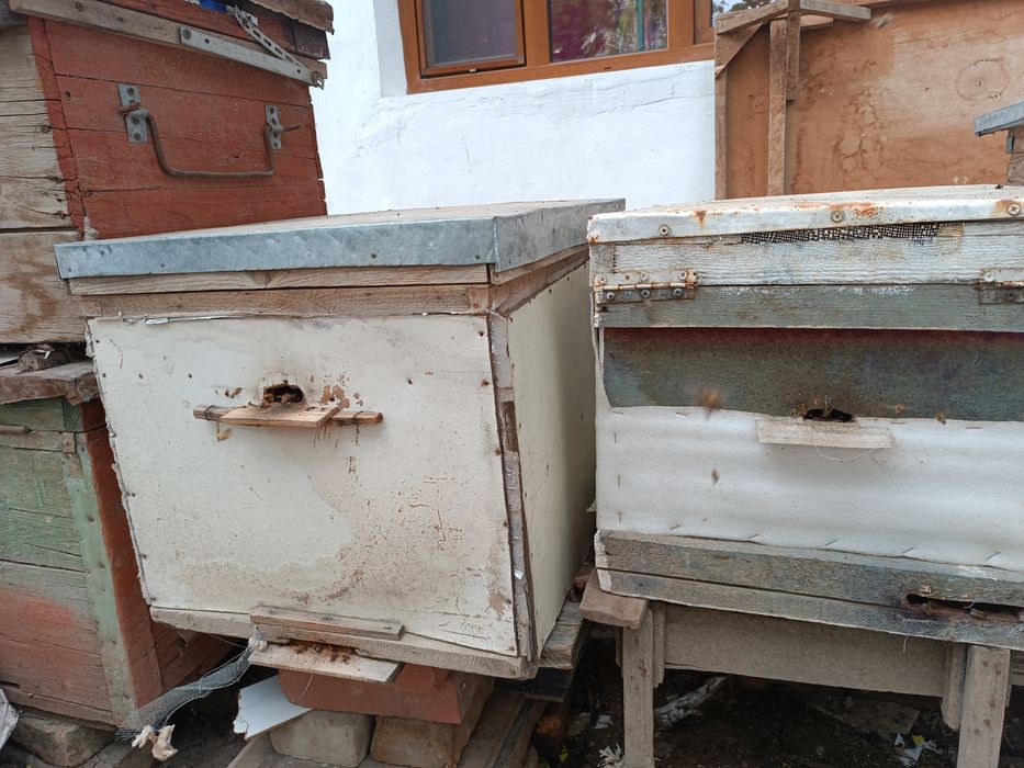 Пчелосемьи, пакеты и расплод.На апрель-май.Пчелопродукция