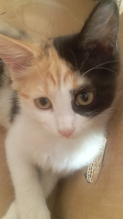 Котенок 1 годика