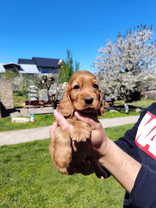 Puiuț cocker spaniel