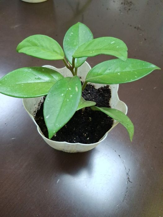 Комнатные  цветы