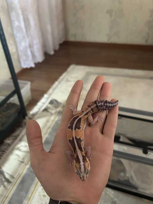 Гемитикониксы пара