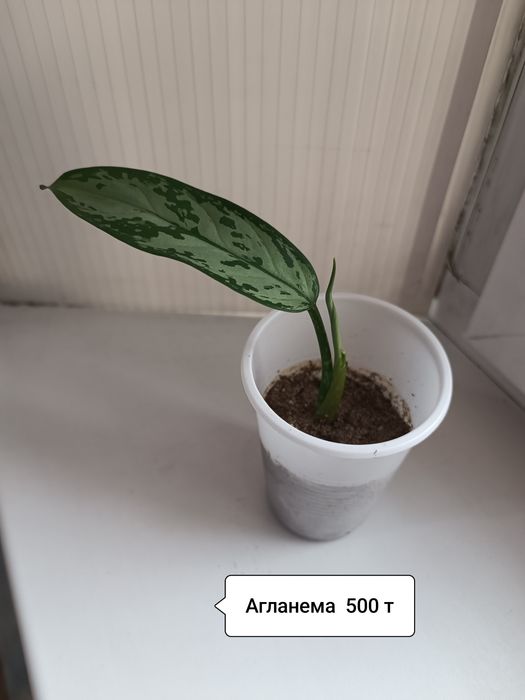 Продаю обои ширина 1.06