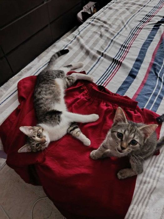 Котенок, дома родился, домашний
