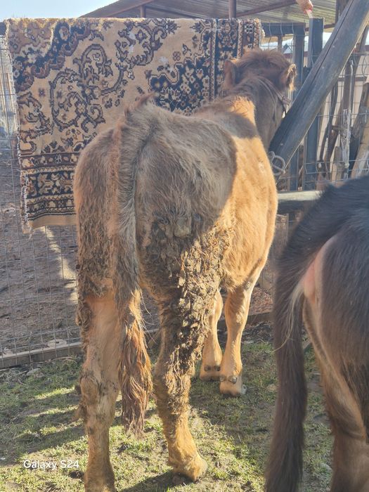 De vânzare vitica de 7 luni