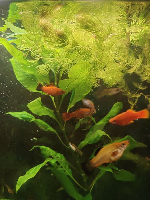 Продам меченосцев