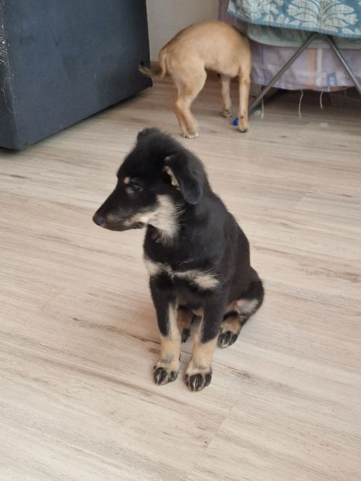 отдам щенят в хорошие руки