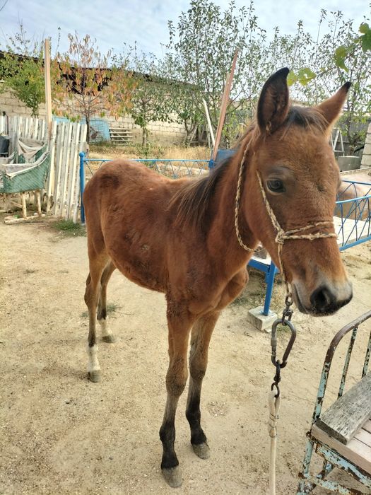 Жабағы сатылады обмен көреміз