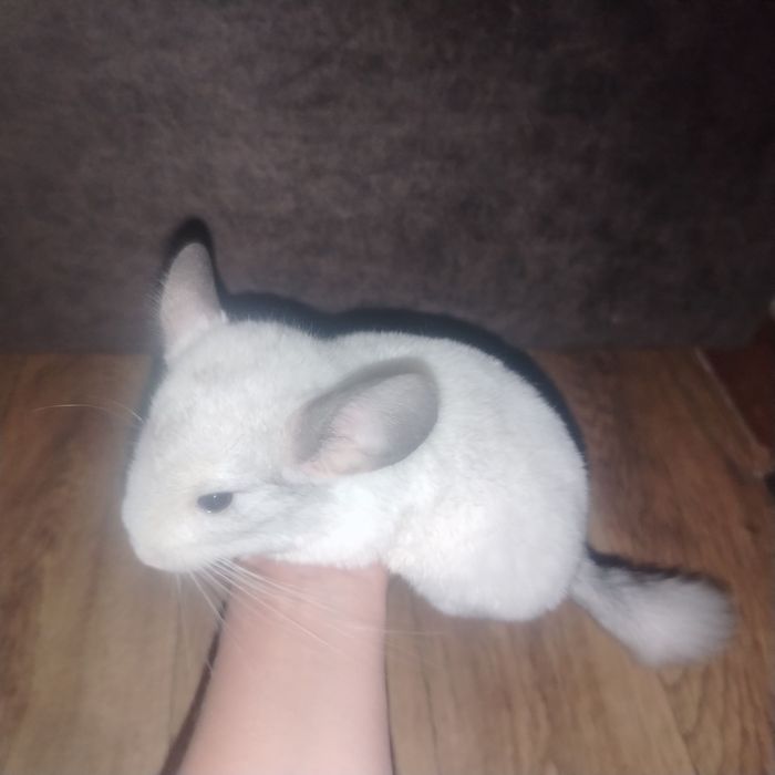 Продаются шиншиллы