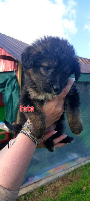 Catei spre ADOPTIE