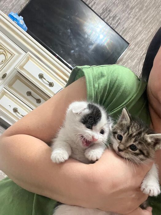 Отдам котят в хорошие руки!!!