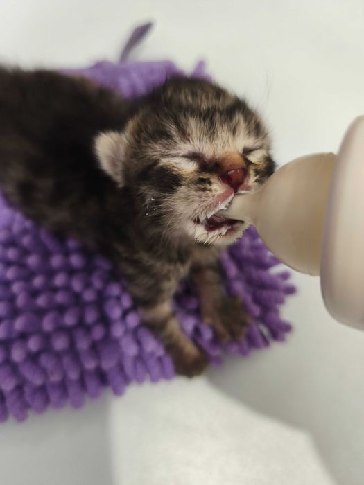 Pui pisica spre adopție URGENT !!! GRATUIT