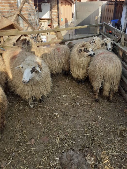 Vând 11 oi cu lapte