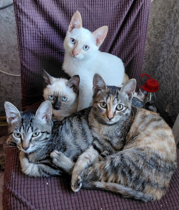 Котята три месяца приучены к лотку