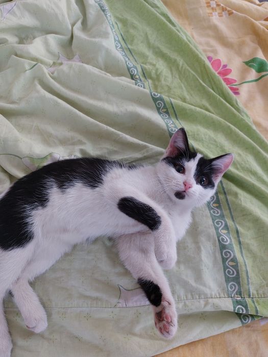 Отдам кошек 3 месячных