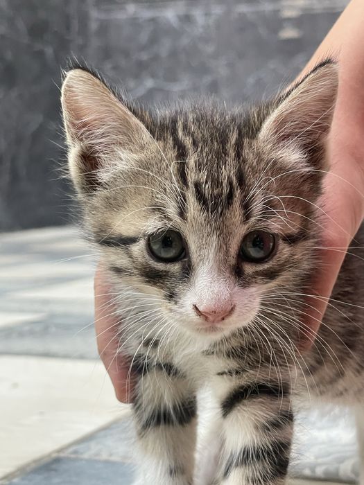 Котята в добрые руки беспла
