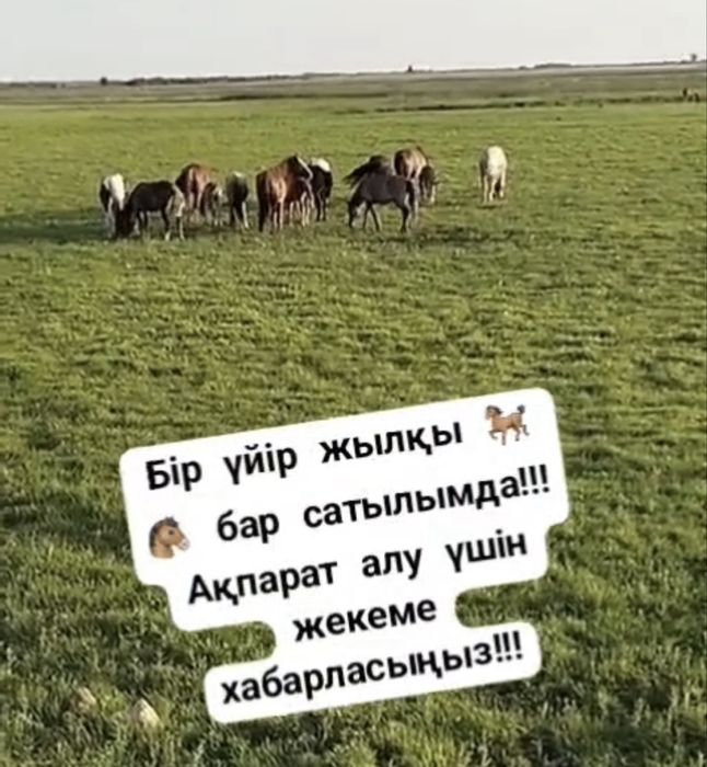Продам лошадей, коней, жеребят . Находятся в с. Тайтобе . Срочно.