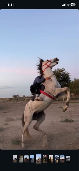 Айғыр  6-ға шығады