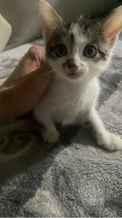 Котенок котик 2 месяца