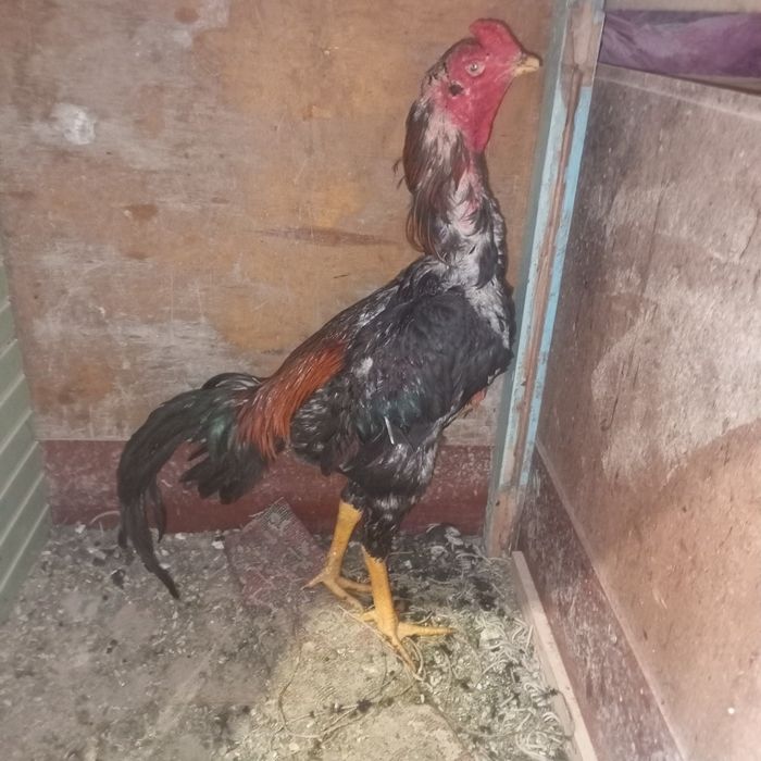 Dakan xoroz sotlad