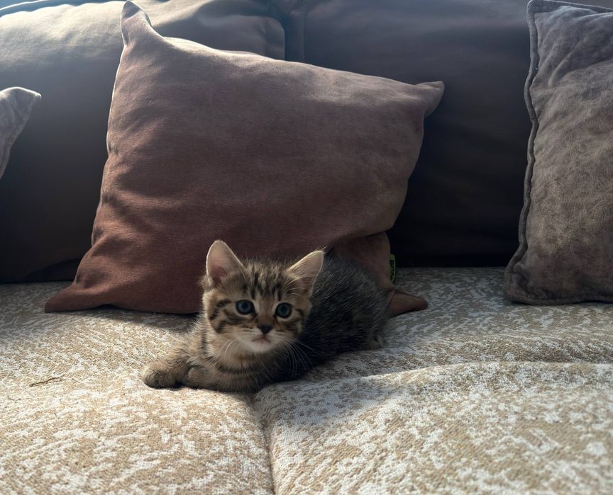 Предлагаются к продаже породистые котята шотландской породы