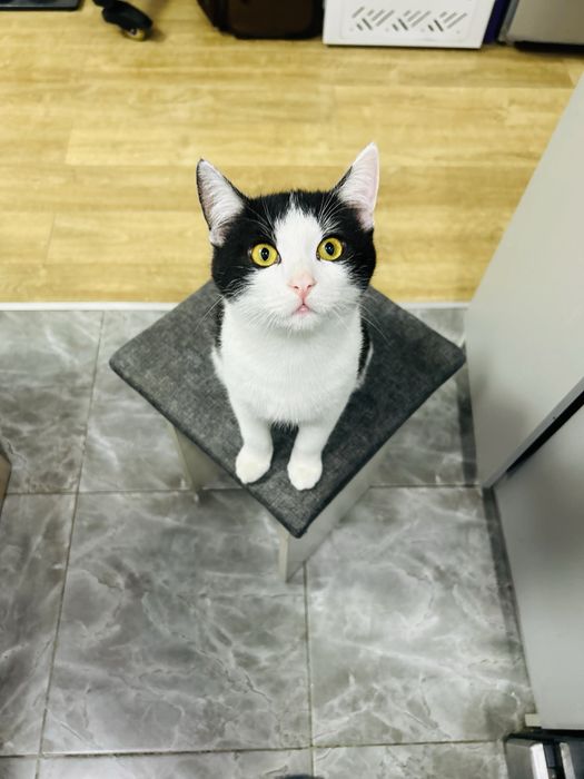 Отдам кота в хорошие руки