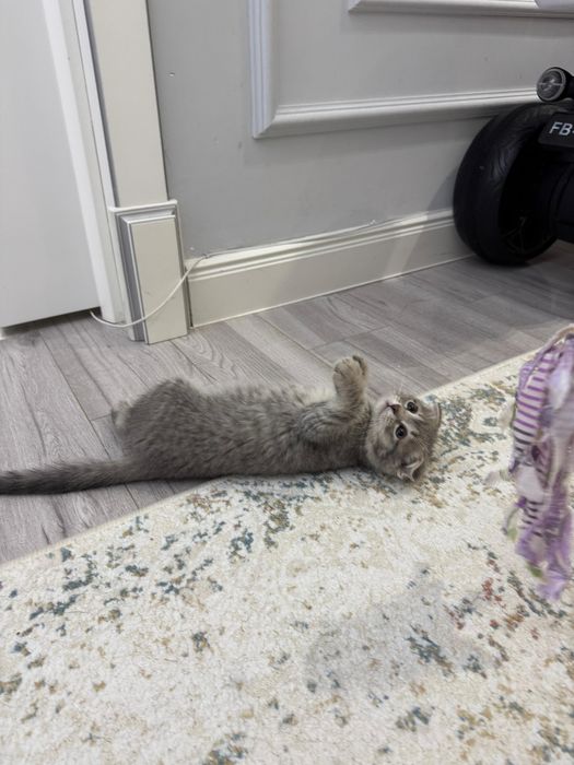 Продам котенка (мальчик 2 месяца)