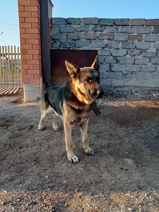 Продам овчарку мальчик