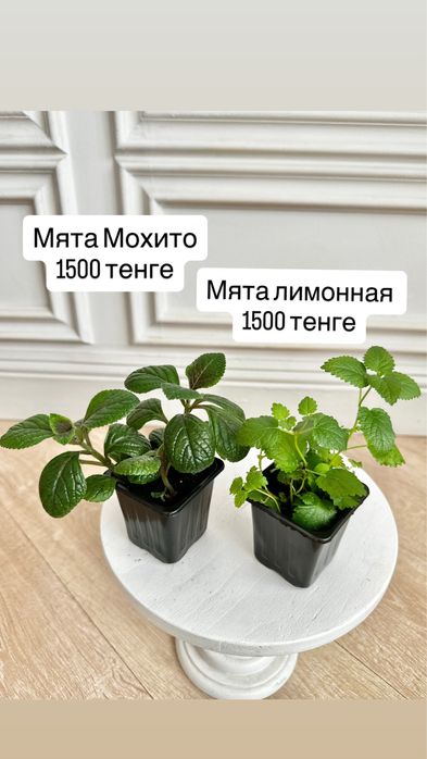 Розмарин, Базилик, мята, руккола