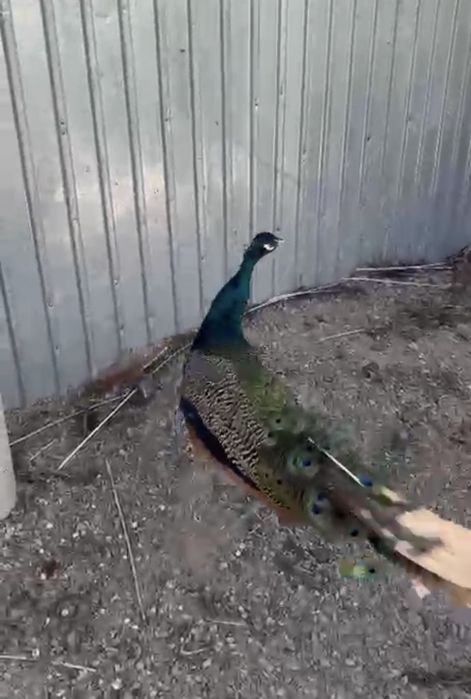 Продам павлины .