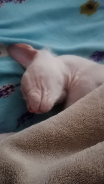 Продам кота свинс