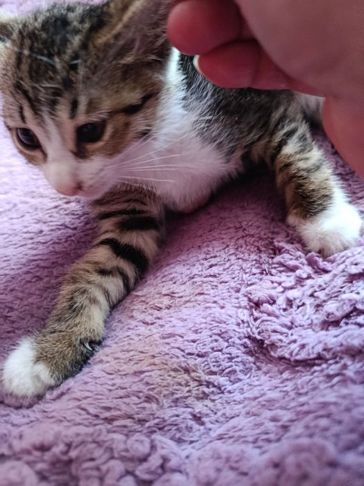 Котята в добрые, ответственные руки