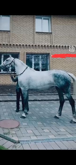 Продам лошадей орловские