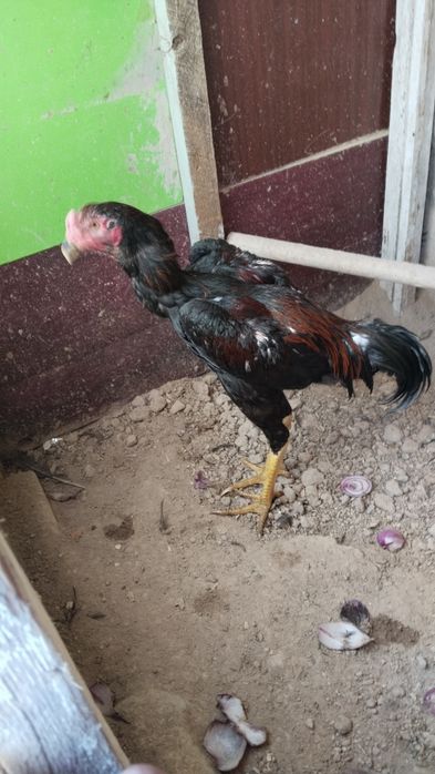 Joja dakan Xoroz kareya zoti yiri uzun narsa yahshi narsani bolasi