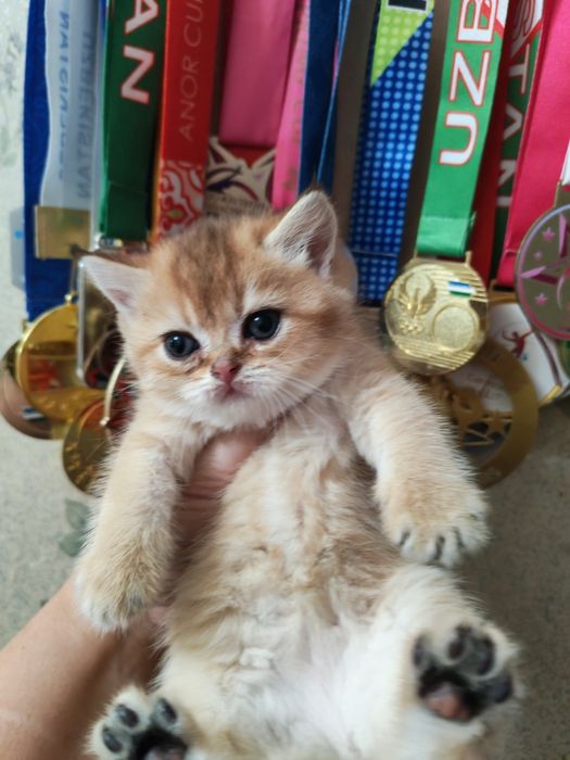 Чистокровные котята от правильной вязких