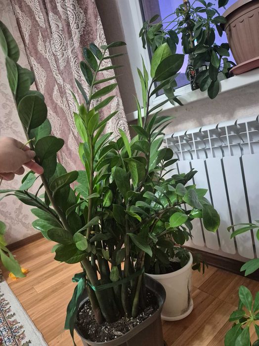 Долларовое дерево