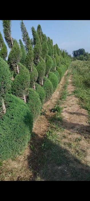 Можжевельник спирал шаклда кесилган арчалар сотилади