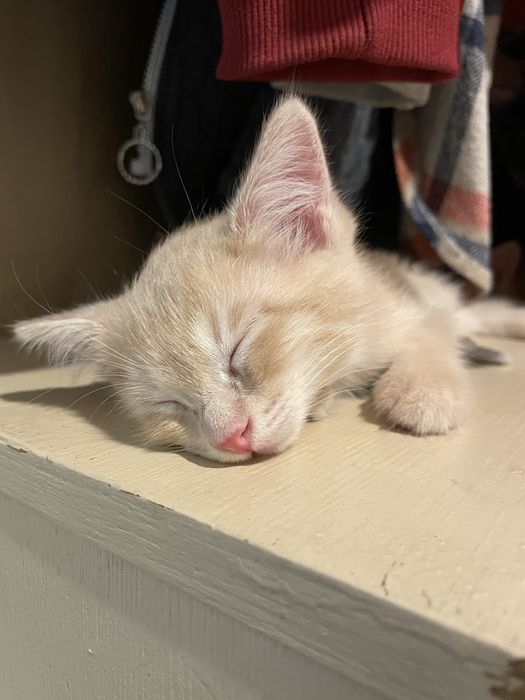 Котенки бесплатно