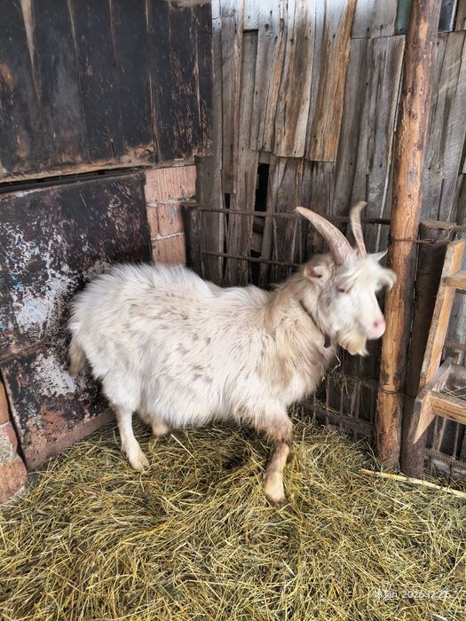 Țap pentru sacrificat