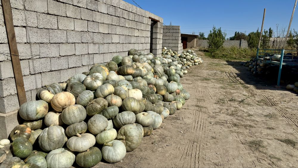 Асқабақ жеуге кг 150тг
