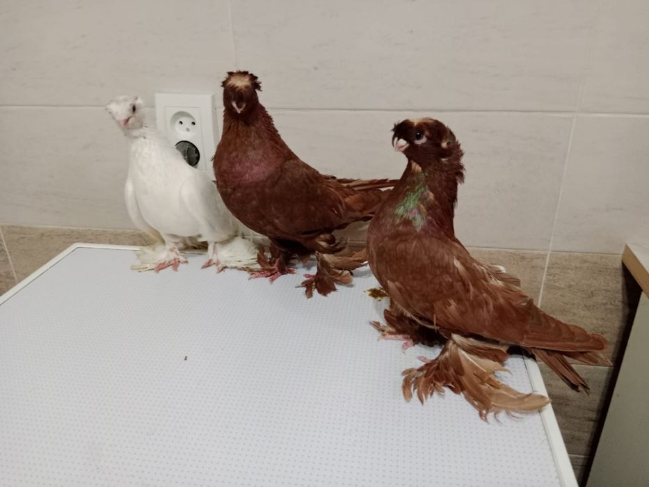 Продам   голубей