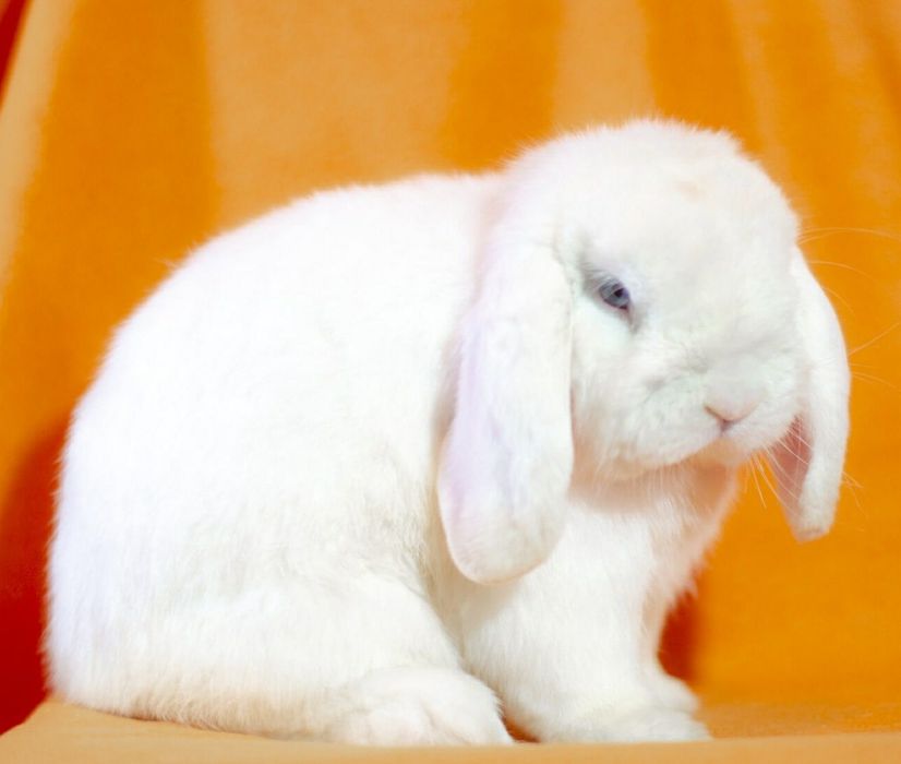 Декоративный кролик