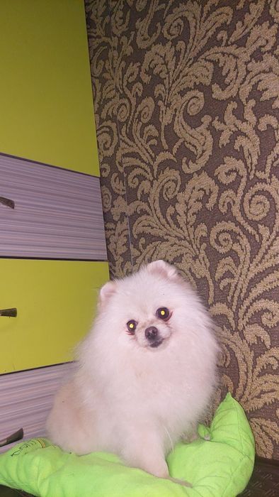 Померанский шпиц девочка.