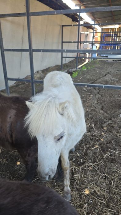 Продам пони годовалый