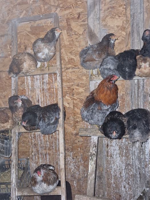 Vând ouă găini araucana