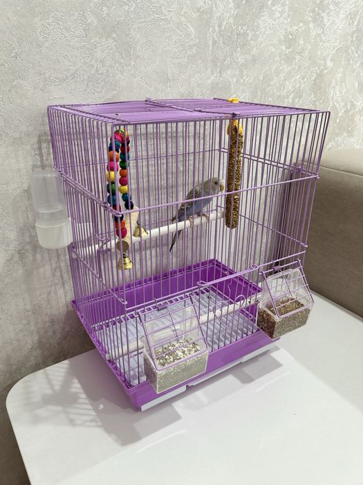 Продам волнистого попугая