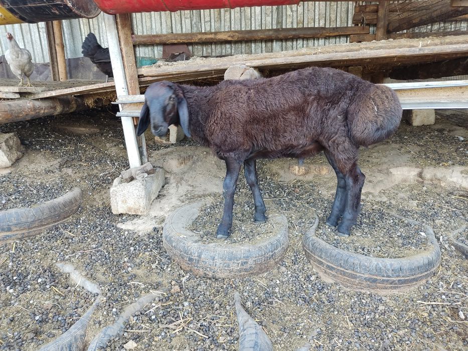 Продам кошкара на племя Гиссар