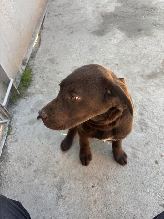 Щенок Лабрадор ретривер