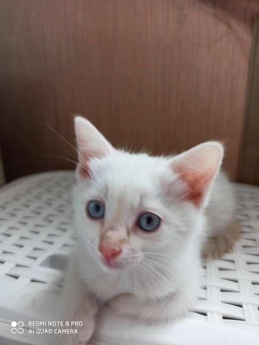 Отдам котенка в добрые руки